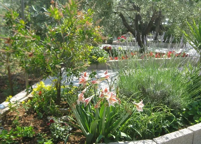 Maslina * Τρογκίρ