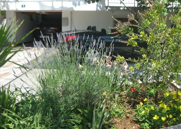 Maslina * Τρογκίρ