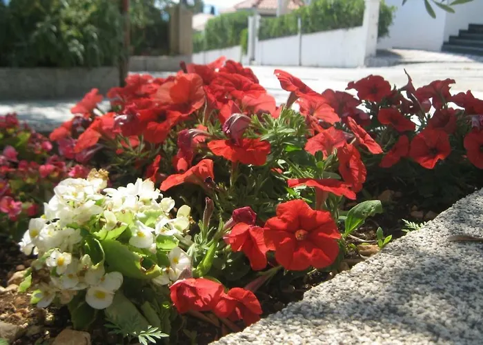 Maslina Τρογκίρ